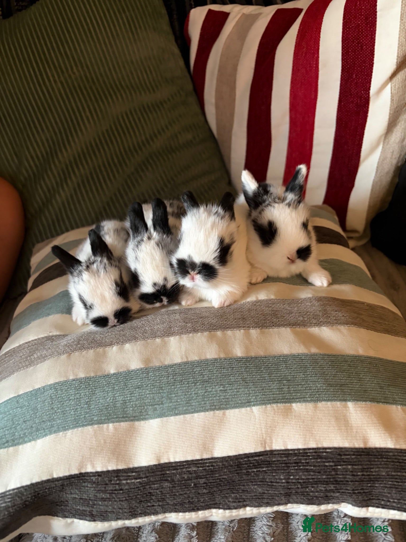 Mixed Breed rabbits 8x Mini lion lop bunnies - Advert 8