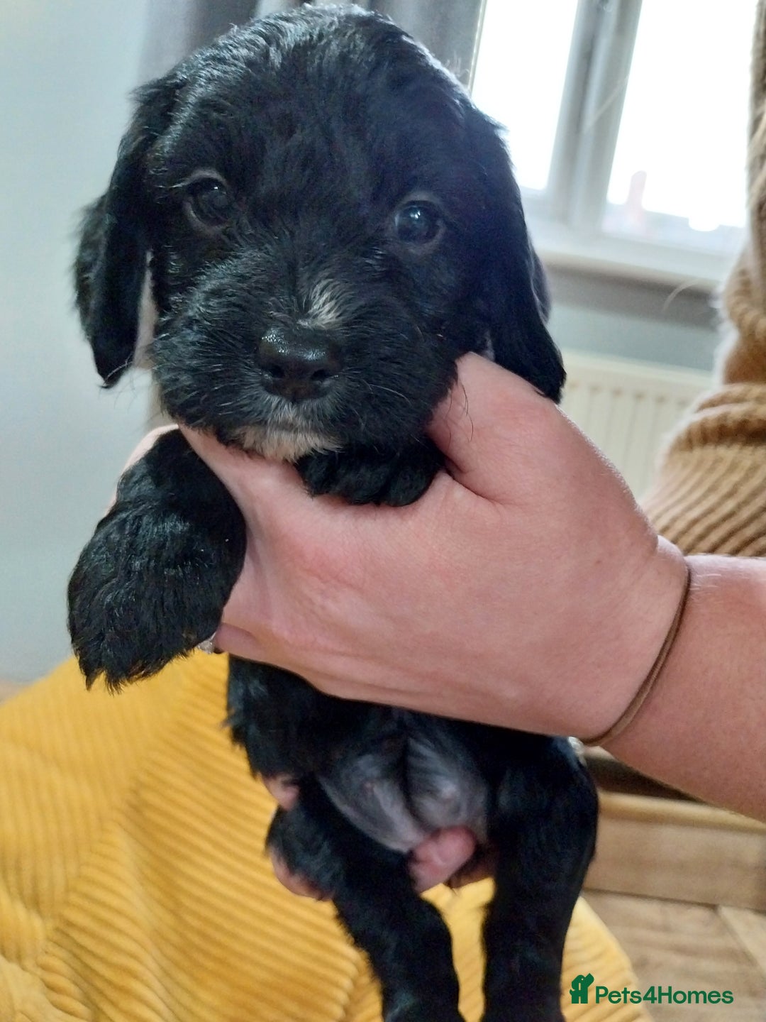Cockapoo dogs for sale: Adorable Cockapoo puppies  - Image 32