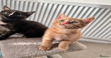 Mixed Breed cats - Advert 9