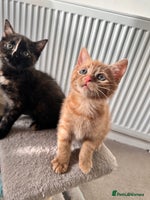 Mixed Breed cats - Advert 13