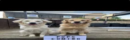 Golden Retriever dogs for sale: Beautiful litter of golden retrievers  - Advert 3
