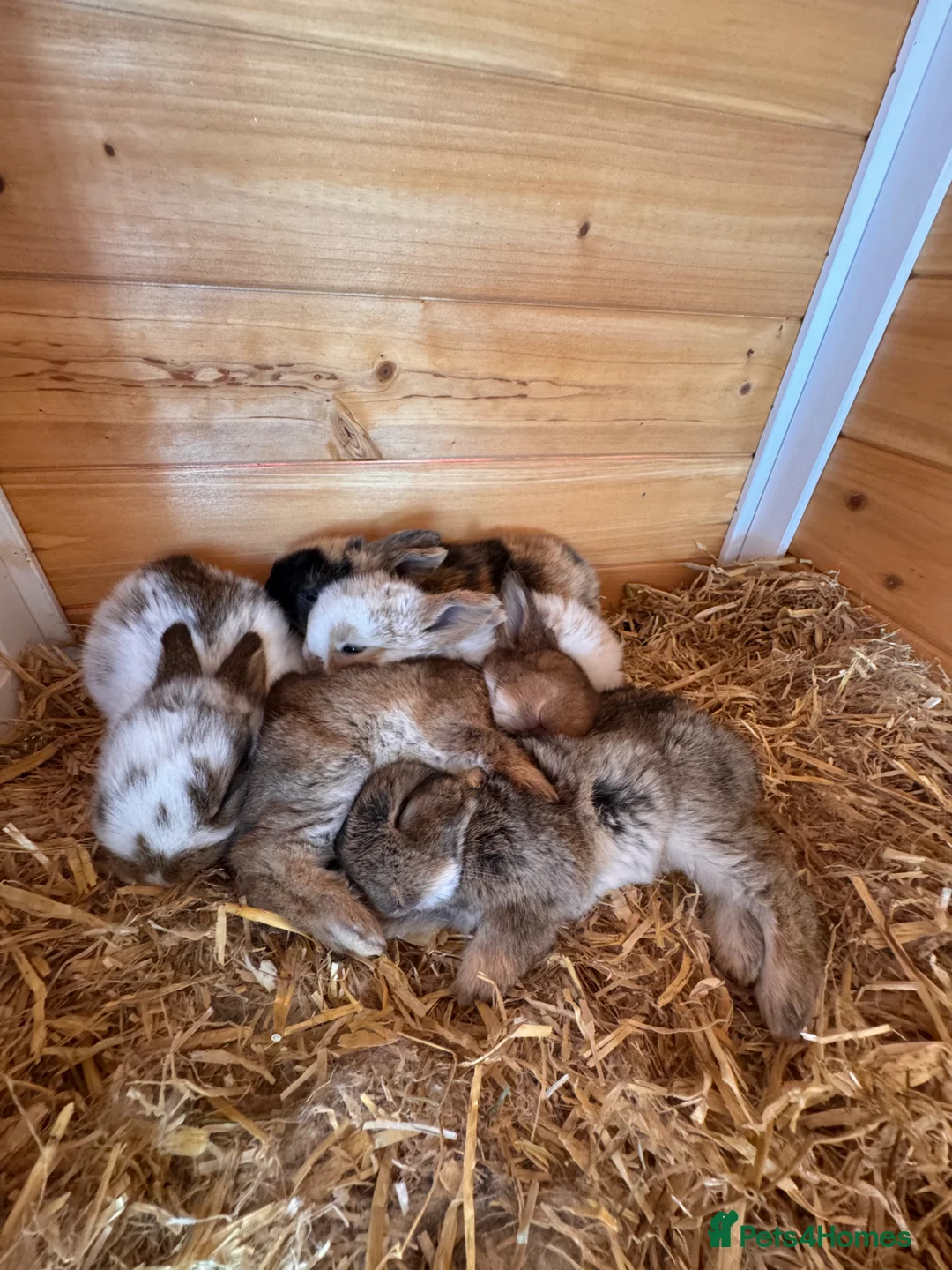 Mini Lop rabbits for sale: Mini lop bunnies for sale  - Advert 1