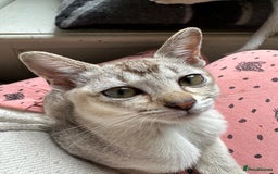 Burmese cats for sale: GCCF reg Pedigree Kittens - Image 12