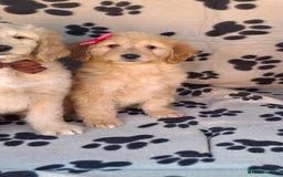 Goldendoodle dogs for sale: Gorgeous standard goldendoodle pups. - Image 6