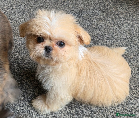 Shih Tzu dogs - Advert 2