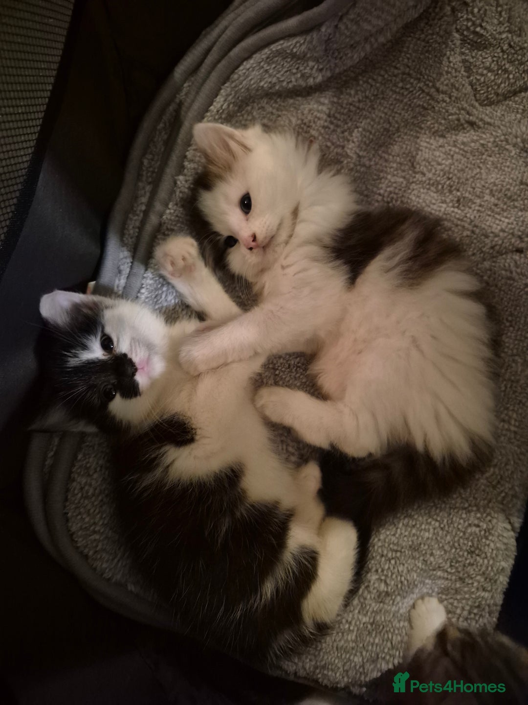 Mixed Breed cats for sale: XxX Gorgeous calico mixedbreed kittens 2 left ♥️  - Advert 23
