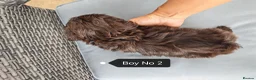 Shih Tzu dogs for sale: Shih Tzu puppies ready to leave:29/06 - Advert 23