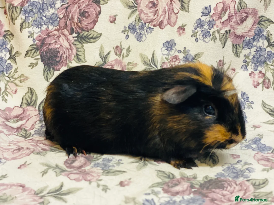 Guinea Pig rodents for sale: Pretty mix of male guineapig babies and youngsters - Advert 14