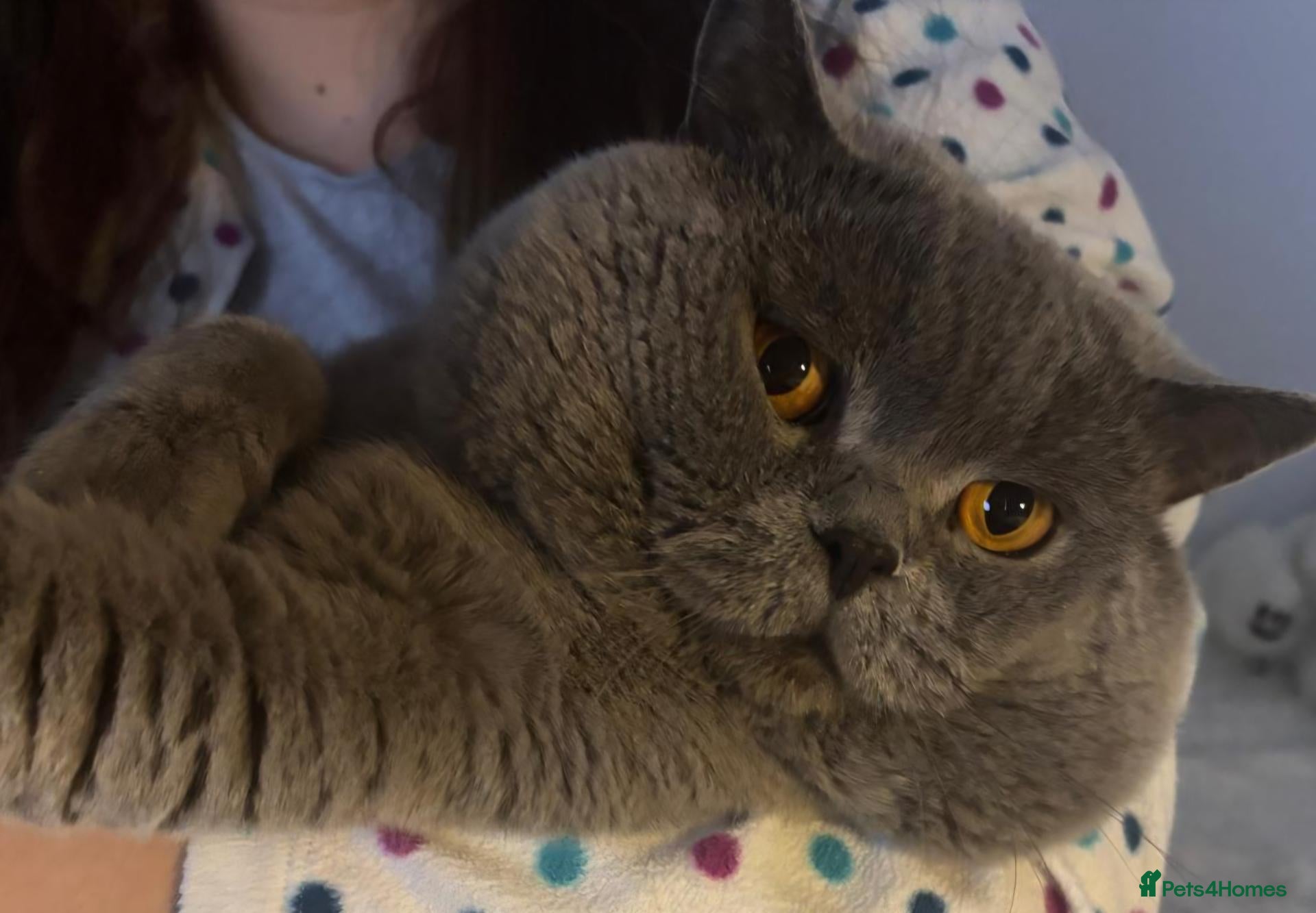 British Shorthair cats for stud: GCCF Active Registered British shorthair male. - Advert 16