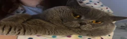 British Shorthair cats for stud: GCCF Active Registered British shorthair male. - Advert 1