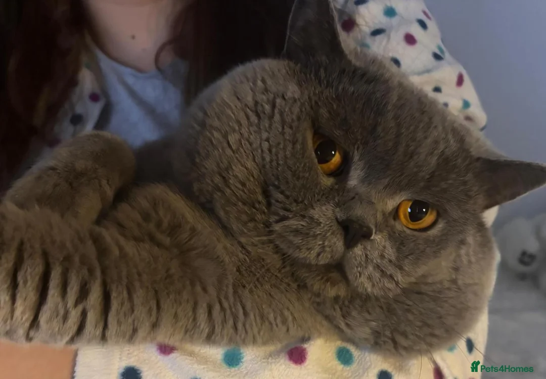 British Shorthair cats for stud: GCCF Active Registered British shorthair male. - Advert 1