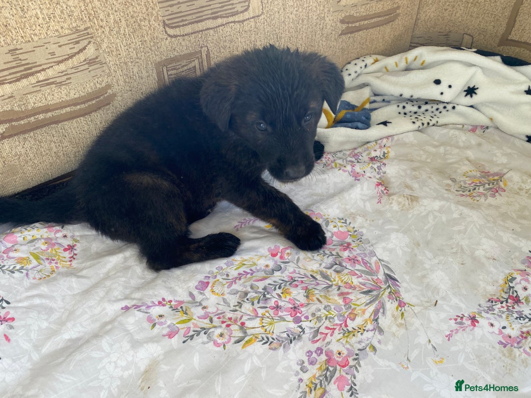 Mixed Breed dogs for sale: German shepherd cross Tibetan mastiff - Image 9
