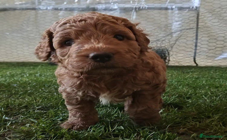 Mixed Breed dogs - Advert 1