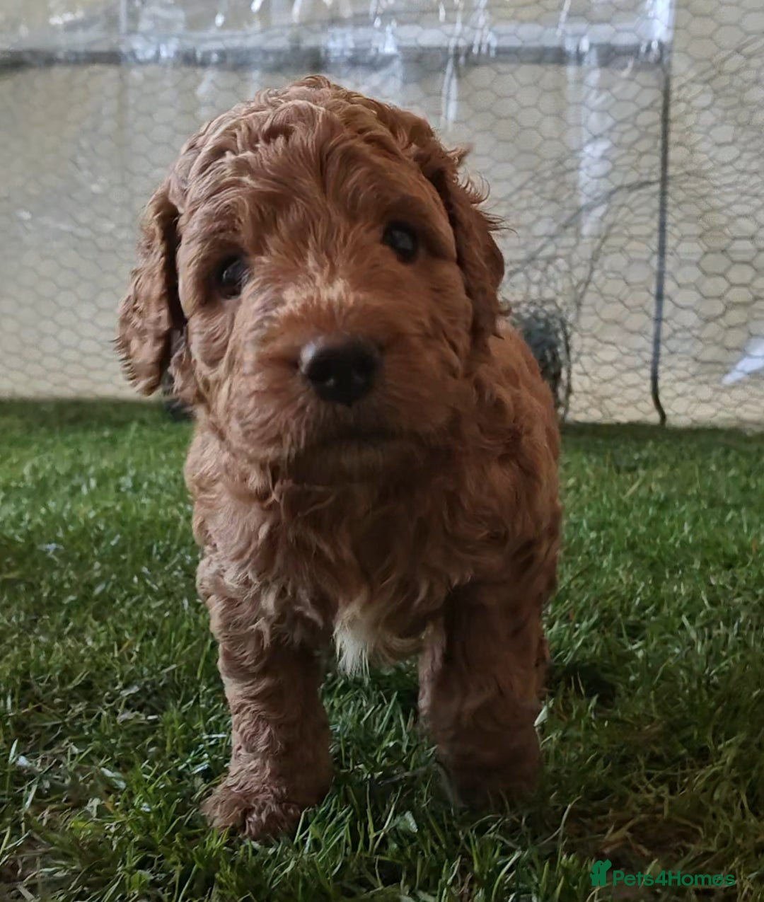Mixed Breed dogs for sale: ✨Health Tested Australian Labradoodles ✨ - Image 6