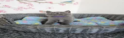 British Shorthair cats for sale: British Shorthair Kittens - Advert 3