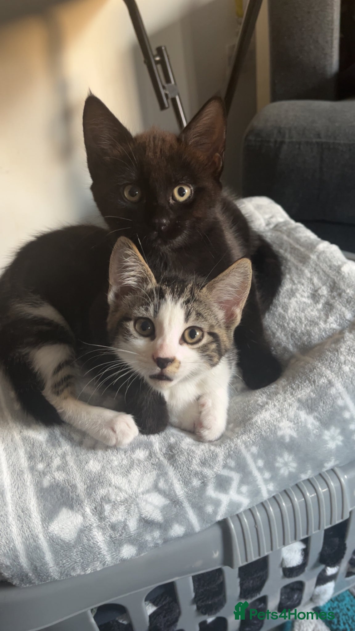 Domestic Shorthair cats 2 Beautiful Kittens left💕 - Advert 10