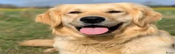 Mixed Breed dogs for sale: Border Collie x Golden Retriever Temperament Bred - Advert 8