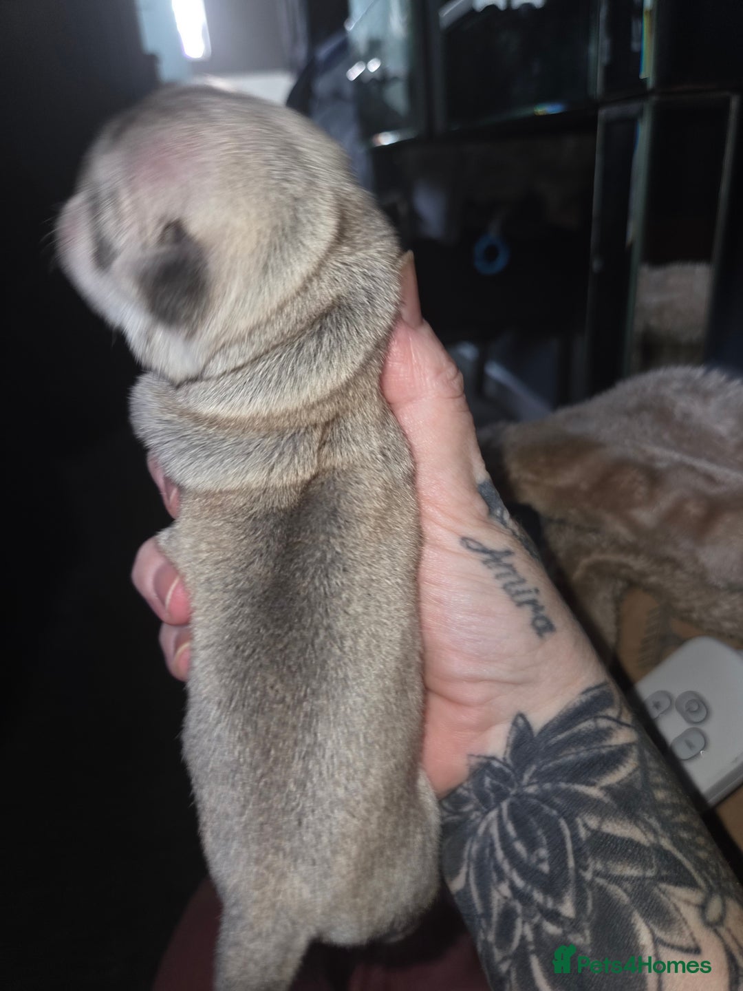 Pug dogs for sale: Stunning rare silver platinum panda purebreed pugs - Advert 9