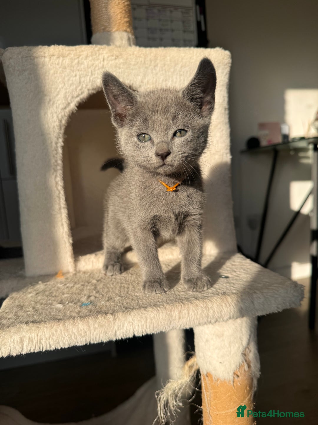 Russian Blue cats for sale: 🐾 Premium Home-Raised Russian Blue Kittens -Ready - Advert 23