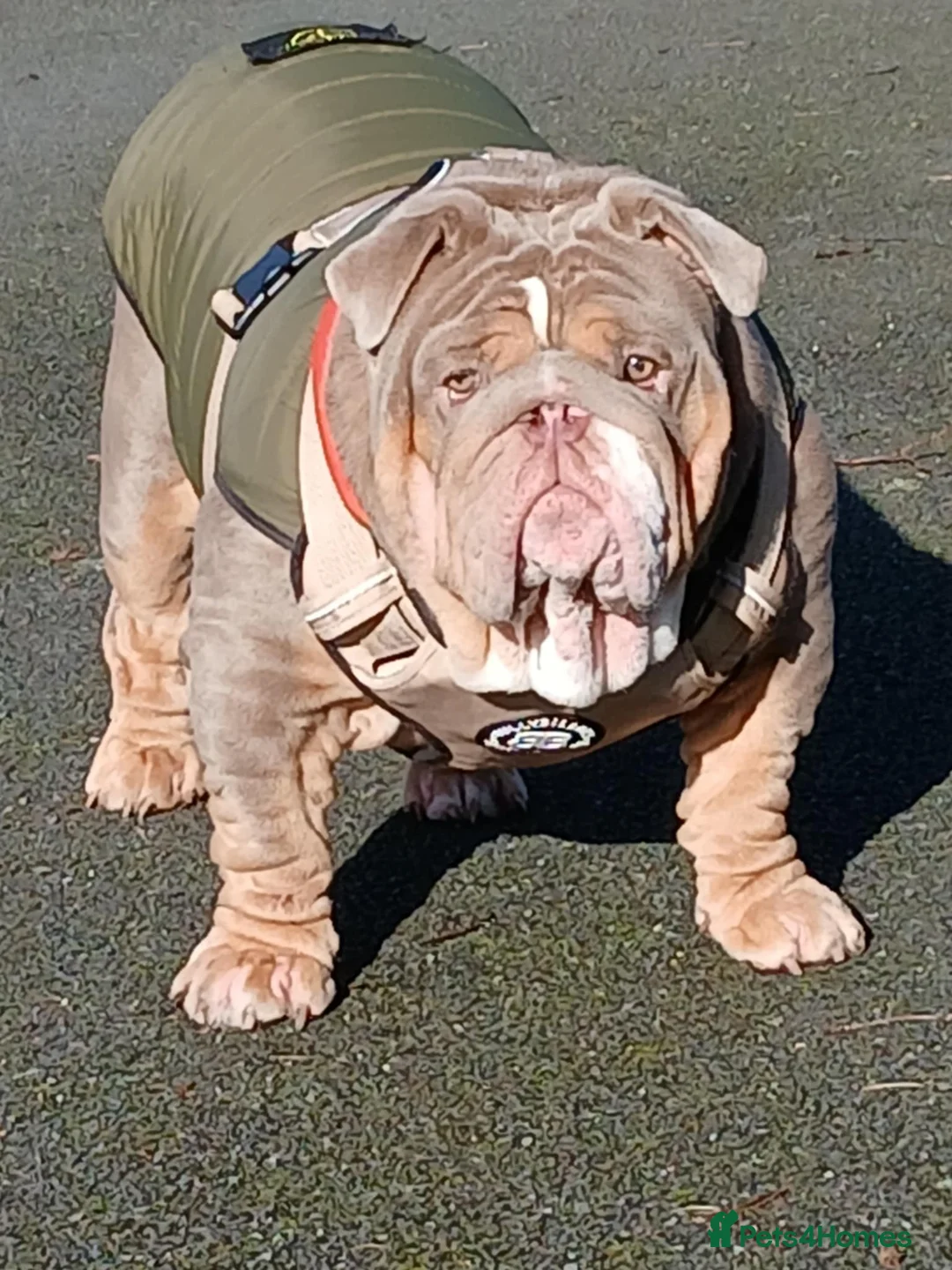 English Bulldog dogs for sale: Lilic tri bulldog  - Advert 1