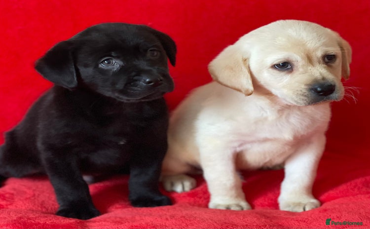 Labrador Retriever dogs - Advert 14