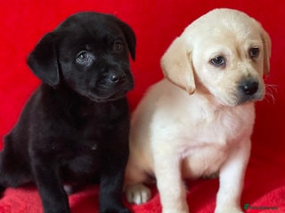Labrador Retriever dogs - Advert 13
