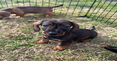 Miniature Dachshund dogs - Advert 8