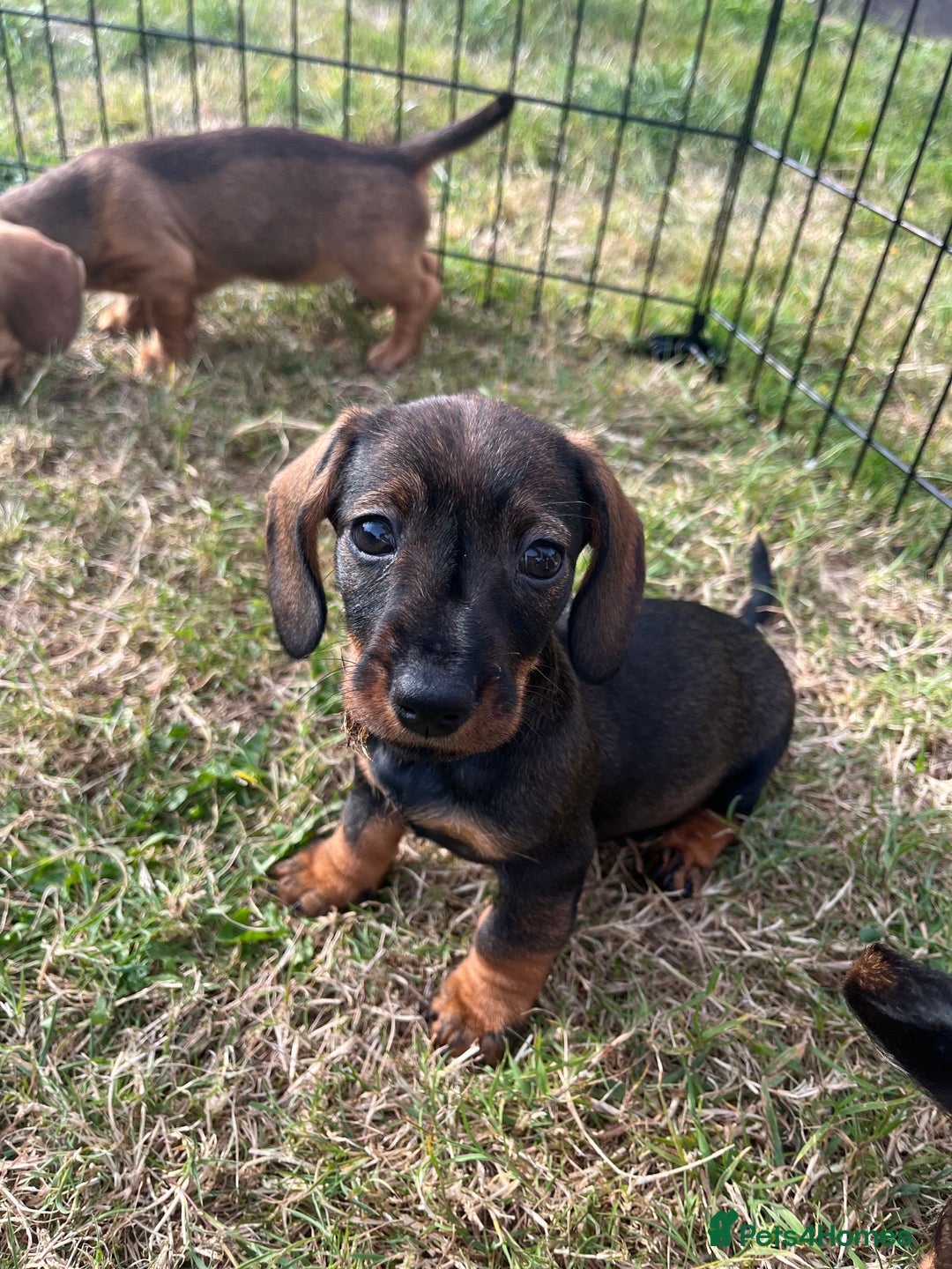 Miniature Dachshund dogs for sale: Miniature Wire Haired Dachshund Puppies - Image 13
