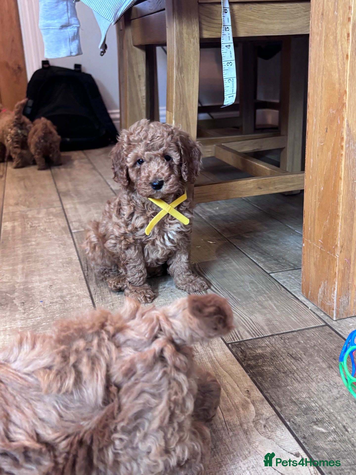 Miniature Poodle dogs for sale: Gorgeous Miniature Poodles - Advert 1