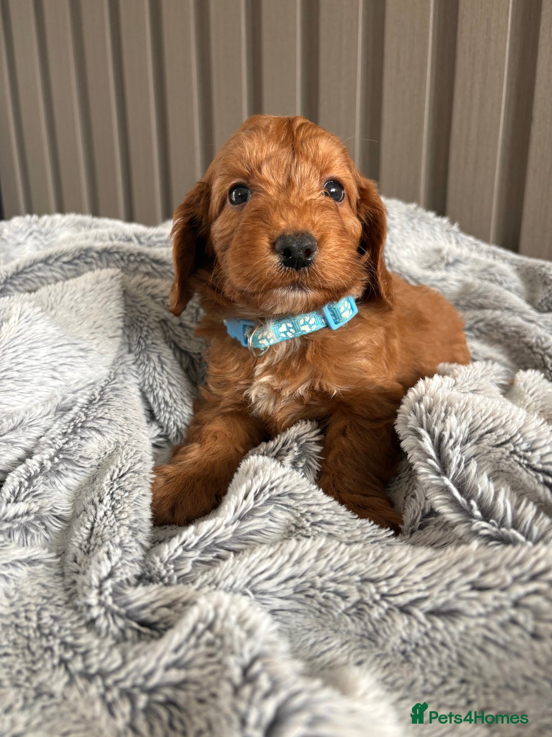 Cockapoo dogs for sale: Health Tested Fox Red Cockapoo  - Image 12