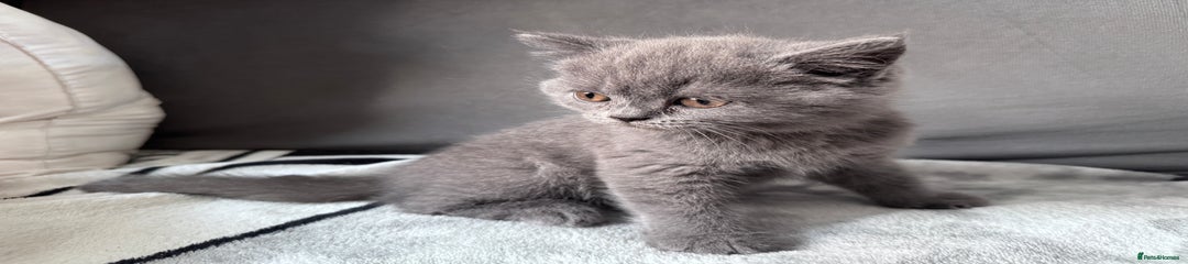 British Shorthair Kitten 4