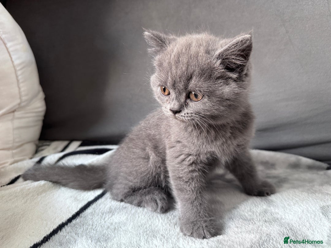 British Shorthair cats for sale: British shorthair Blue so beautiful  - Image 6