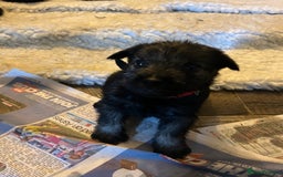 Schnauzer dogs for sale: KC reg health tested P/S standard schnauzers - Image 3
