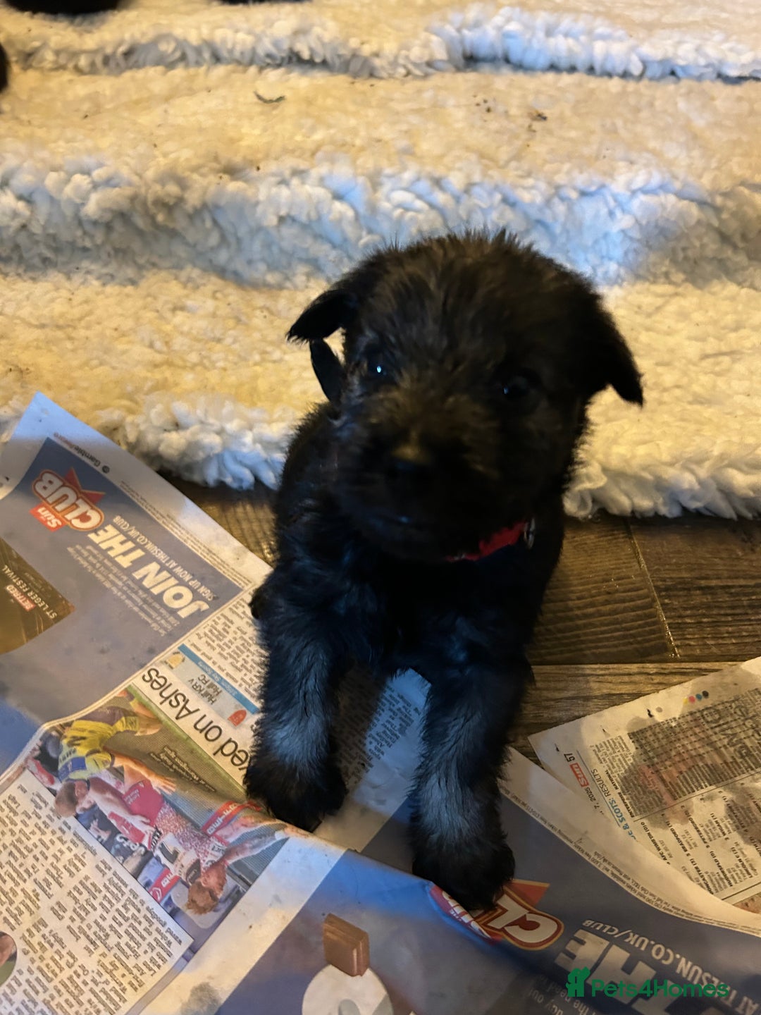 Schnauzer dogs for sale: KC reg health tested P/S standard schnauzers - Image 3