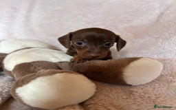 Dachshund dogs for sale: 7 Gorgeous puppies  - Image 19