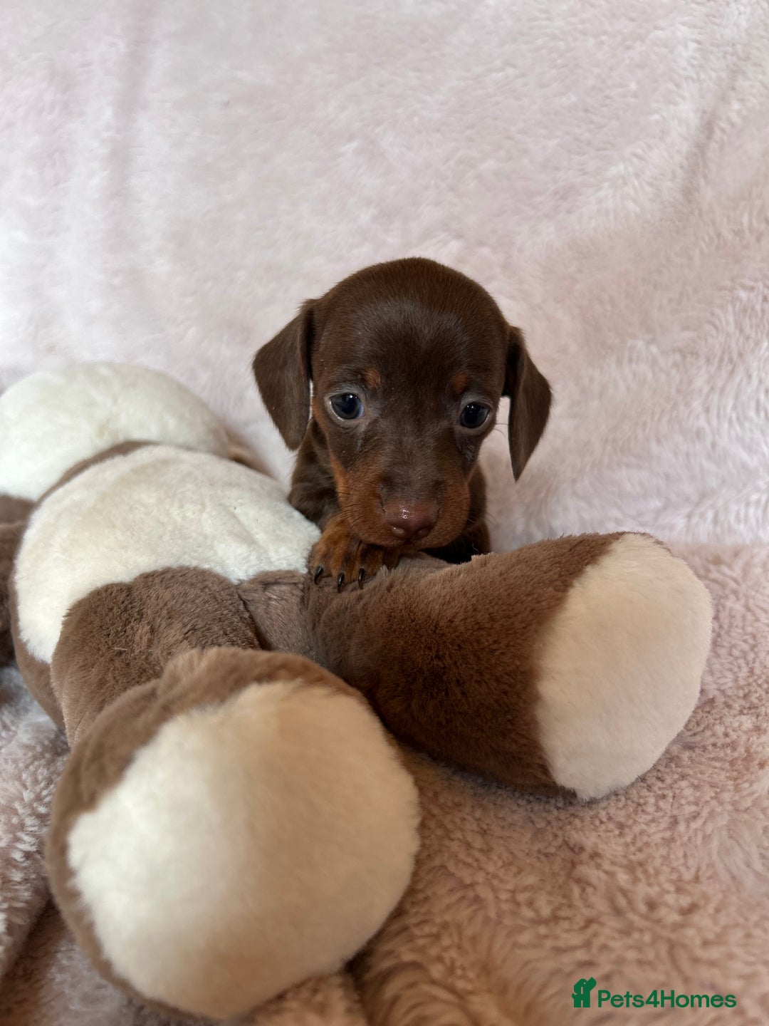 Dachshund dogs for sale: 7 Gorgeous puppies  - Image 19