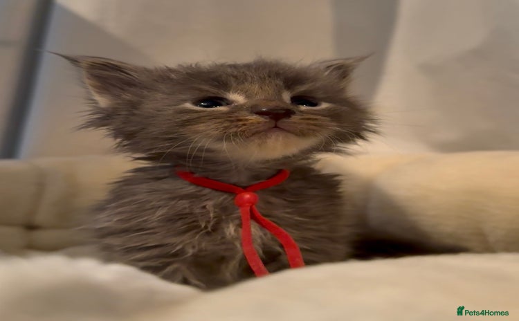 Maine Coon cats - Advert 13