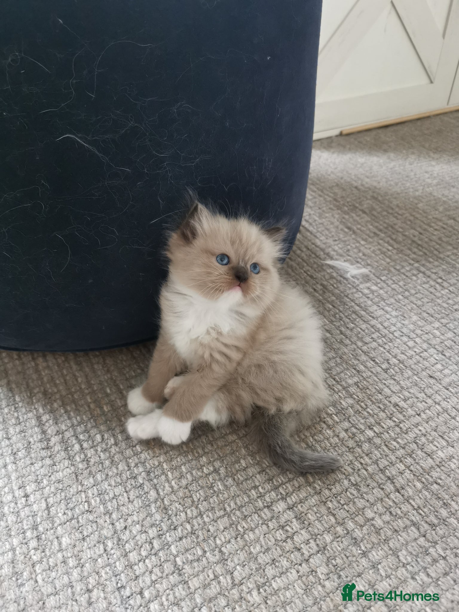 Ragdoll cats Stunning TICA Ragdoll Kittens Mink Sepia Cherubim - Advert 13