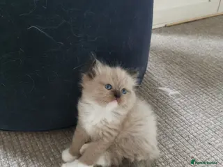 Ragdoll cats Stunning TICA Ragdoll Kittens Mink Sepia Cherubim - Advert 13