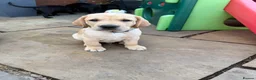 Labrador Retriever dogs for sale: Labrador puppies  - Advert 14