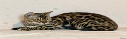 Bengal cats for sale: Bengal Queen  - Advert 8