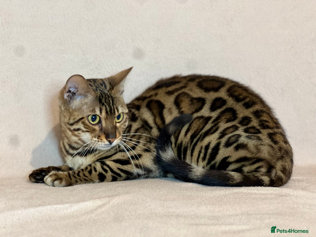 Bengal cats for sale: Bengal Queen  - Advert 8