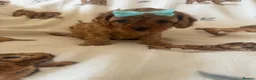 Cavapoo dogs for sale: 2 beautiful female cavapoos - Advert 21