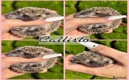Pygmy Hedgehog rodents for sale: Beautiful African Pygmy Hedgehog Hoglets 💕 - Image 1
