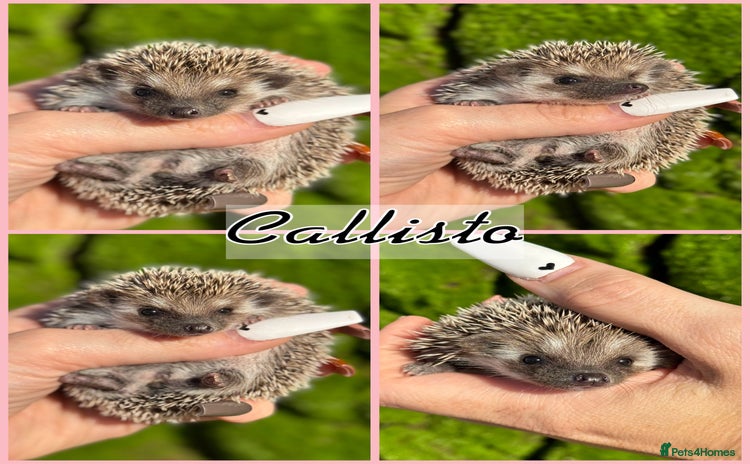 Pygmy Hedgehog rodents - Advert 1