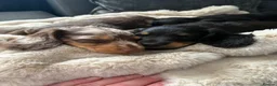 Dachshund dogs for sale: Standard long haired dachshund  - Advert 3