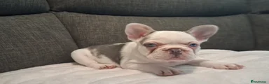 French Bulldog Puppy 2