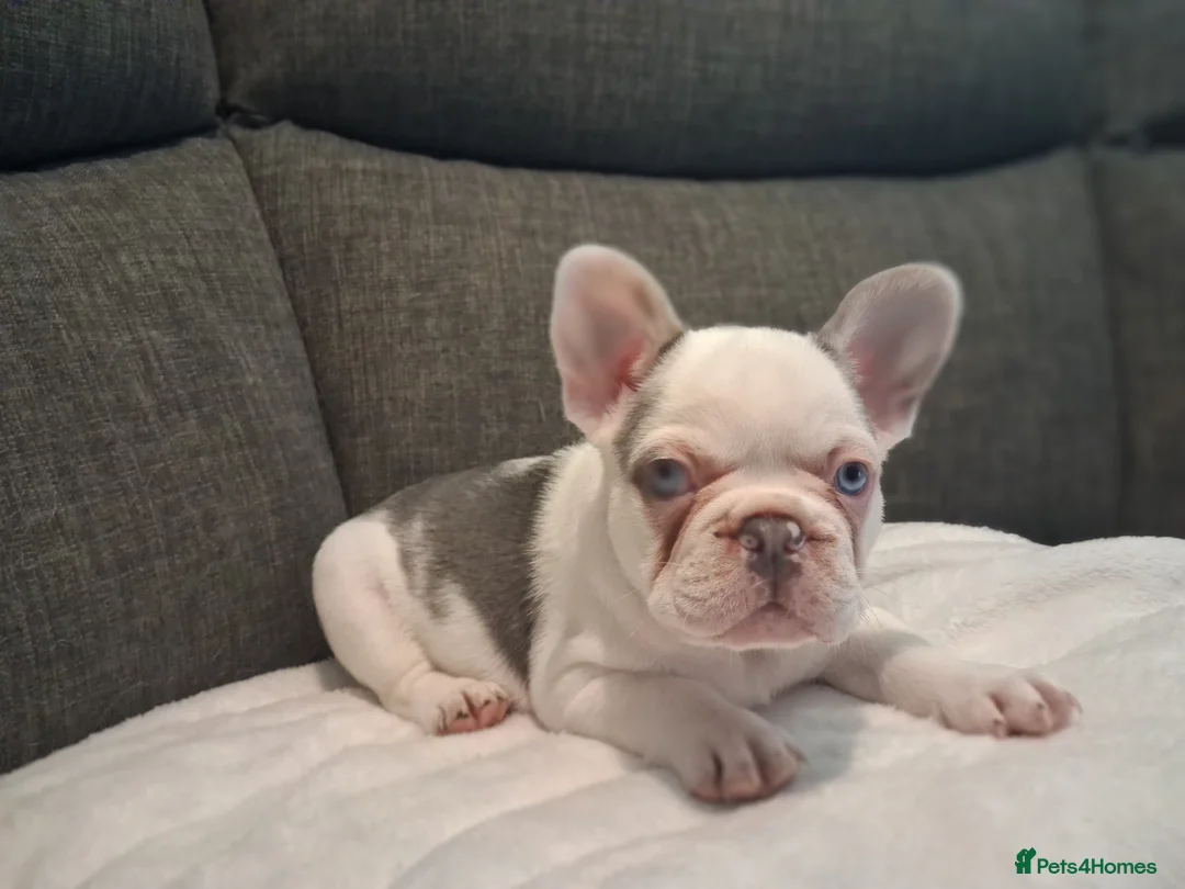 French Bulldog dogs for sale: Frenchie pups in Tilbury - Advert 2