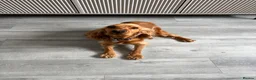 Cocker Spaniel dogs for sale: Show Cocker Spaniel  in Llanelli - Advert 6