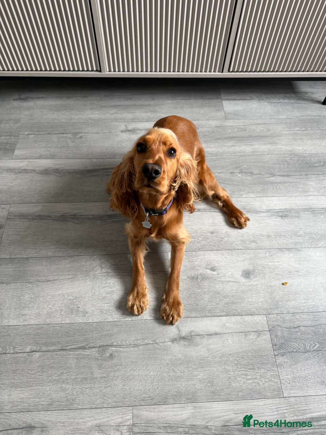 Cocker Spaniel dogs for sale: Show Cocker Spaniel  in Llanelli - Advert 6